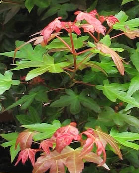 Acer palmatum 'Beni Hime'